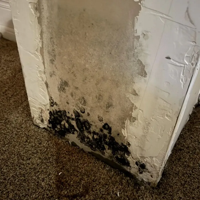 Professional Mold Removal in Cookeville, TN